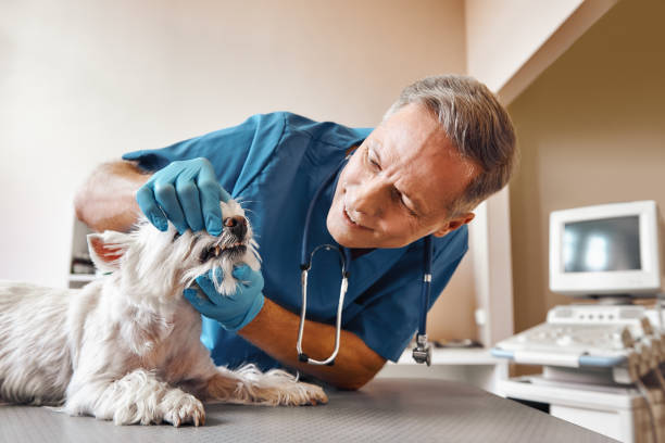 Best Emergency Care for Gum Disease in Circle Pines, MN